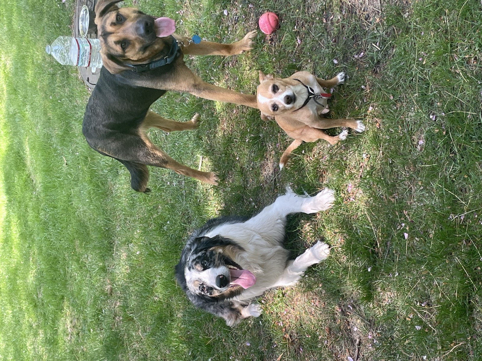 Three dogs playing together in the grass — brindle, tan, and black-and-white