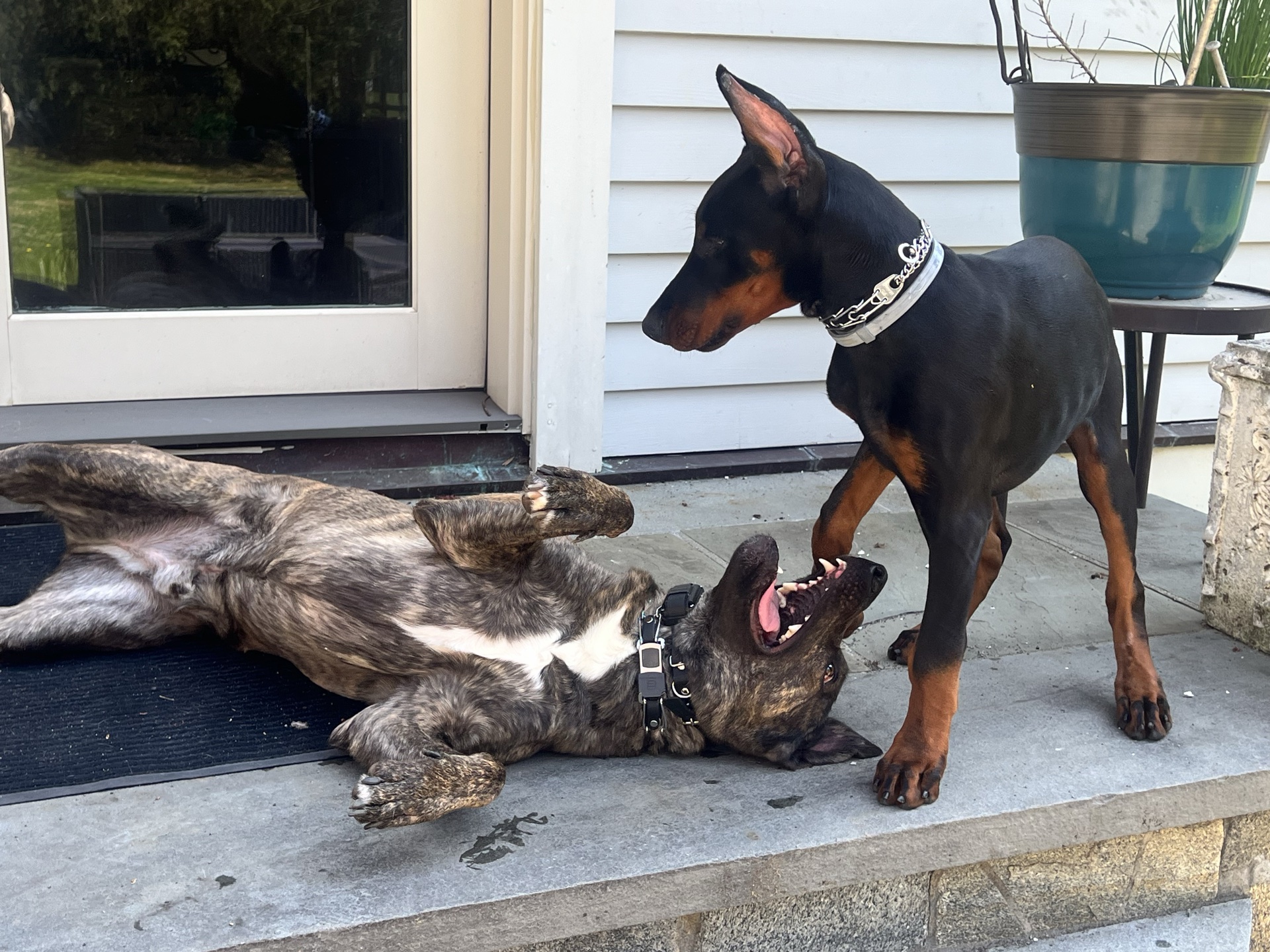 Dog training outdoors — calm, focused, and structured