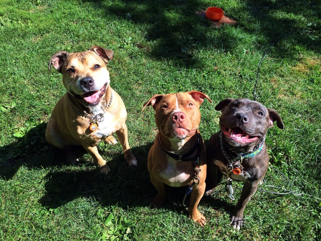 Why Structure Is the Key to a Calmer, More Confident Dog