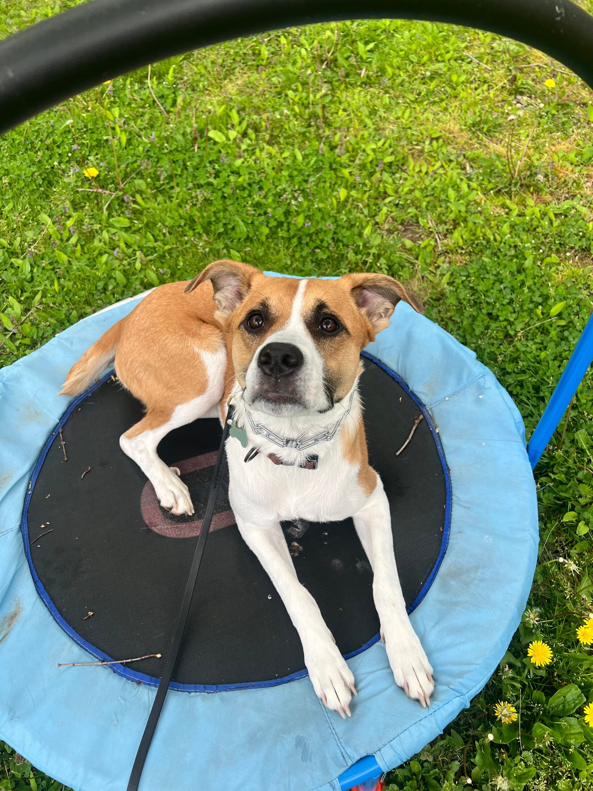Kindred Canine dog training