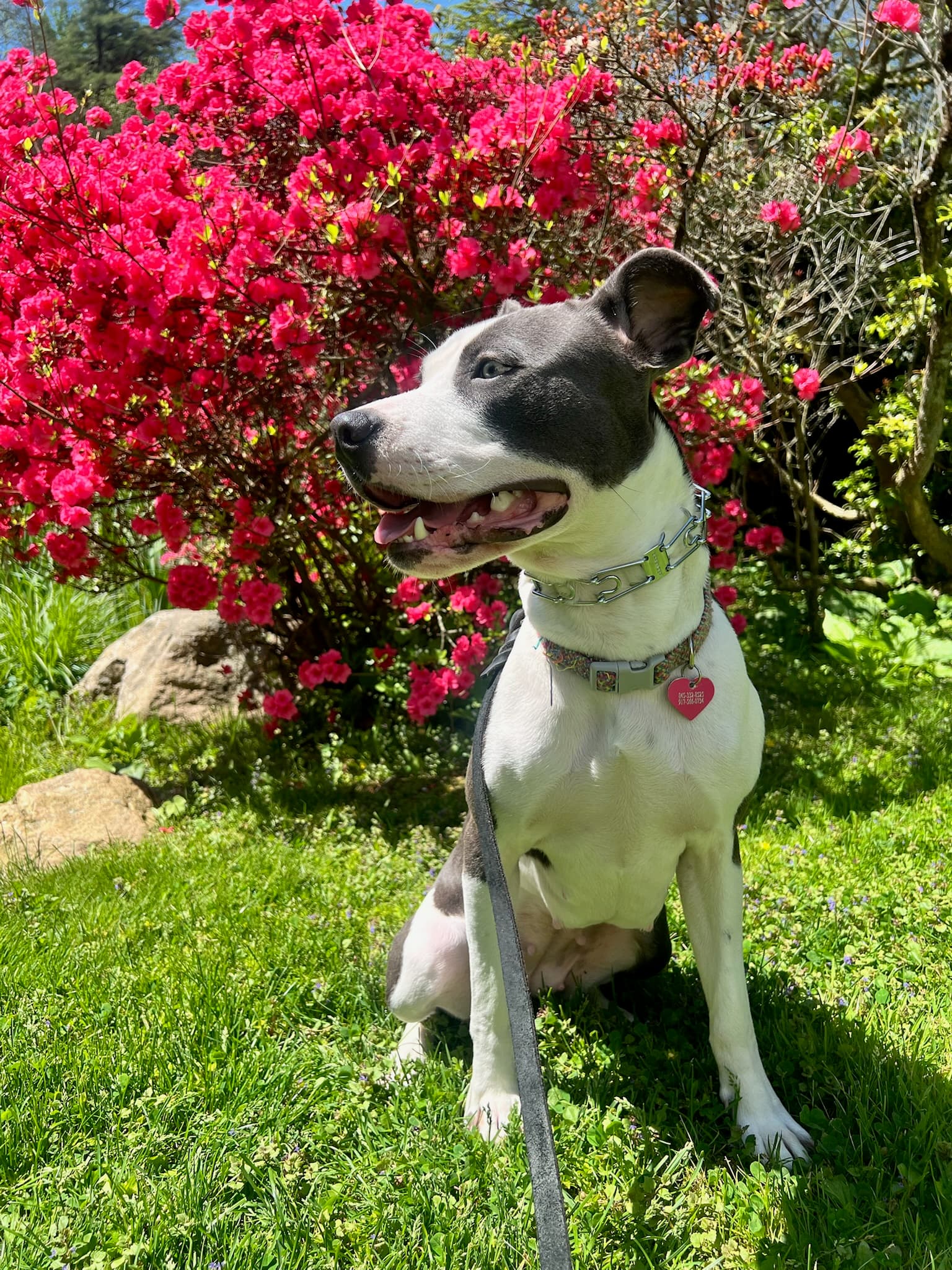 Kindred K9 advanced dog training
