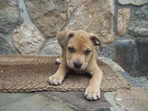 Why I Choose a Purpose-Bred Puppy