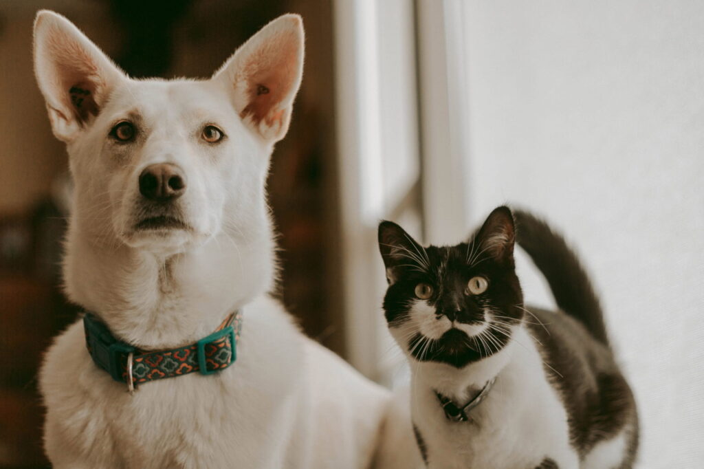 Private Training, Day Training, or Board & Train: Which Option Is Right for Your Dog?